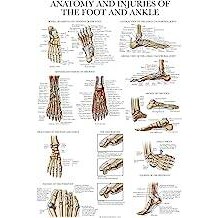 Palace Learning Laminated Anatomy and Injuries of the Foot and Ankle ...