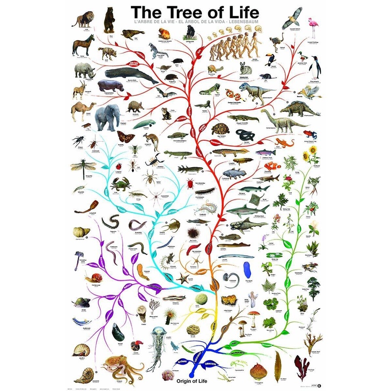 NNEWW Picture Peddler Evolution The Tree of Life Novelty Biology ...