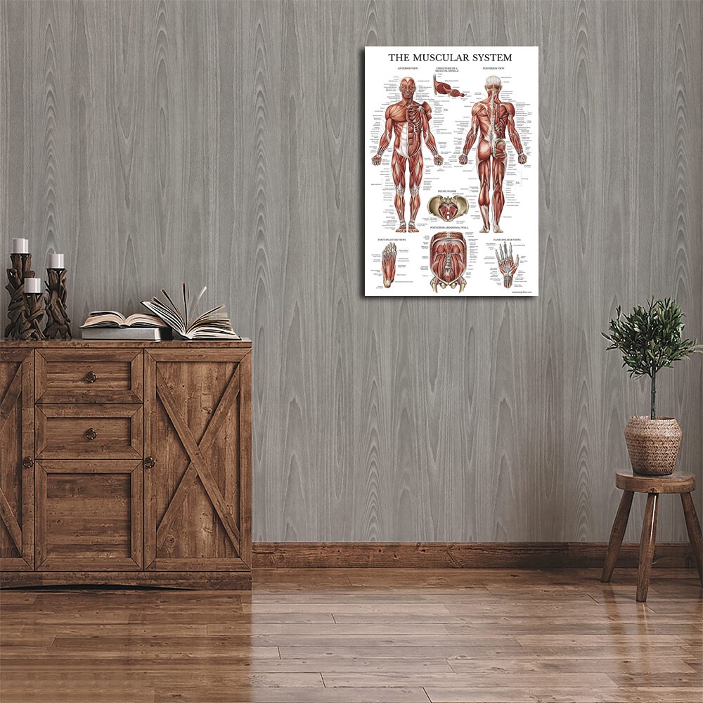 Muscular System Anatomical Poster Laminated Muscle Anatomy Chart ...