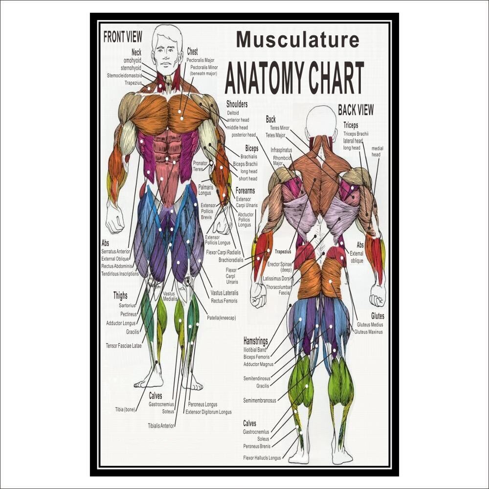 Muscular System Anatomical Poster Muscle Anatomy Chart Anatomical Chart ...