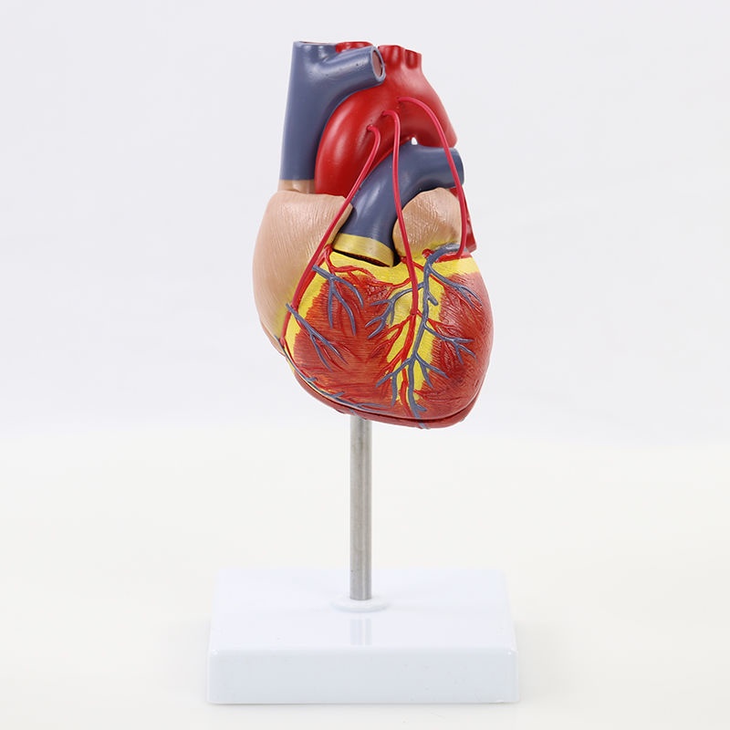 Good Quality Human Body 1: 1 Natural Big Heart Bridge Anatomy Model ...