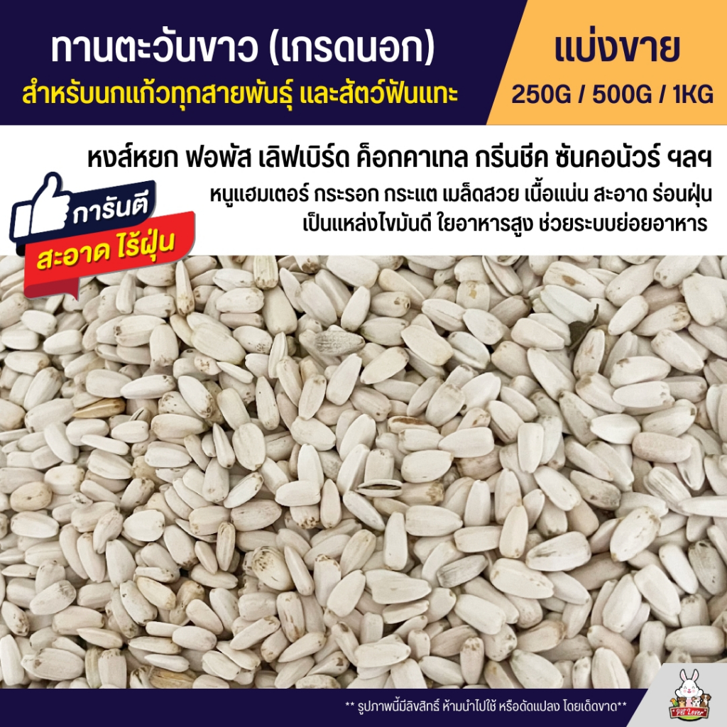 White Sunflower Grade A Beautiful Seeds For All Species Of Parrots