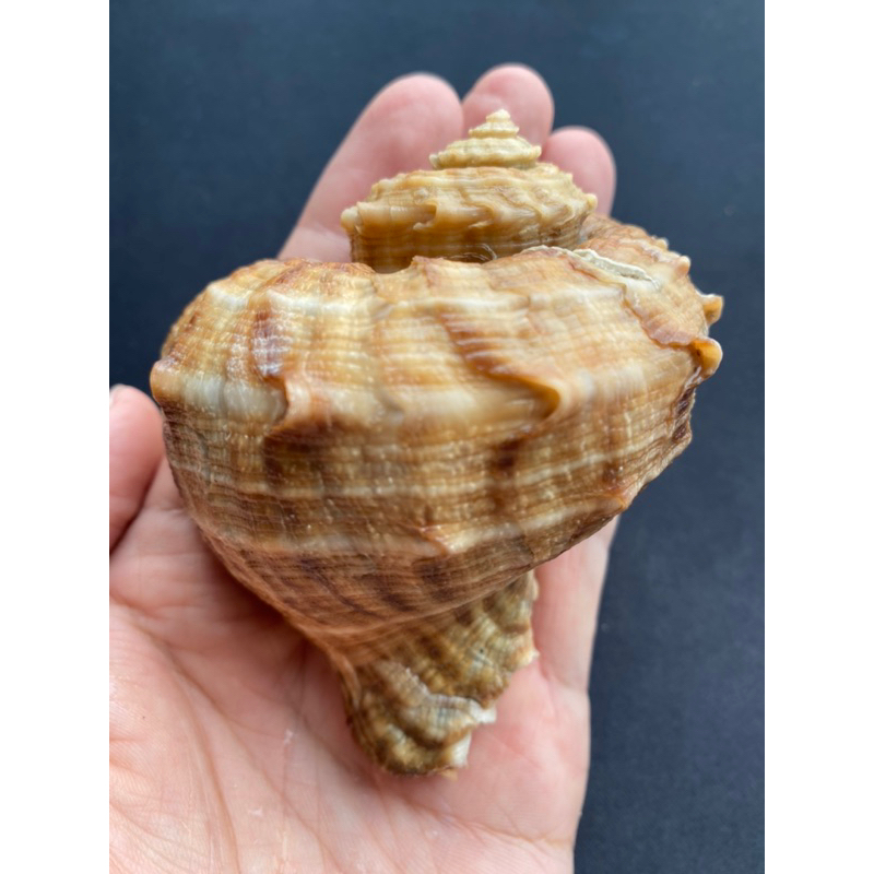 sea snail big shell gray | Shopee Malaysia