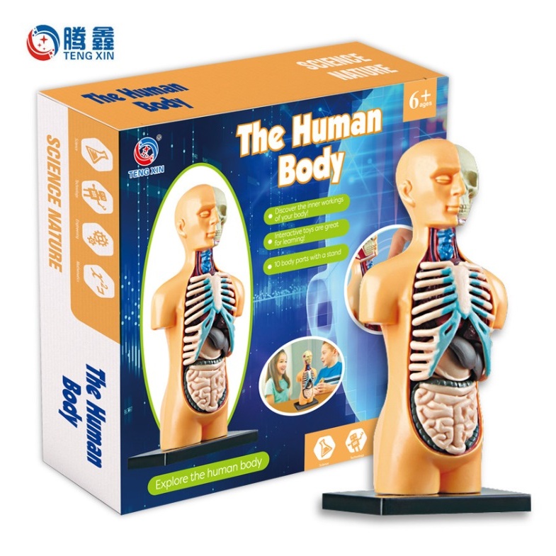 Human body Construction model: Multi-layer Organic encyclopedia ...