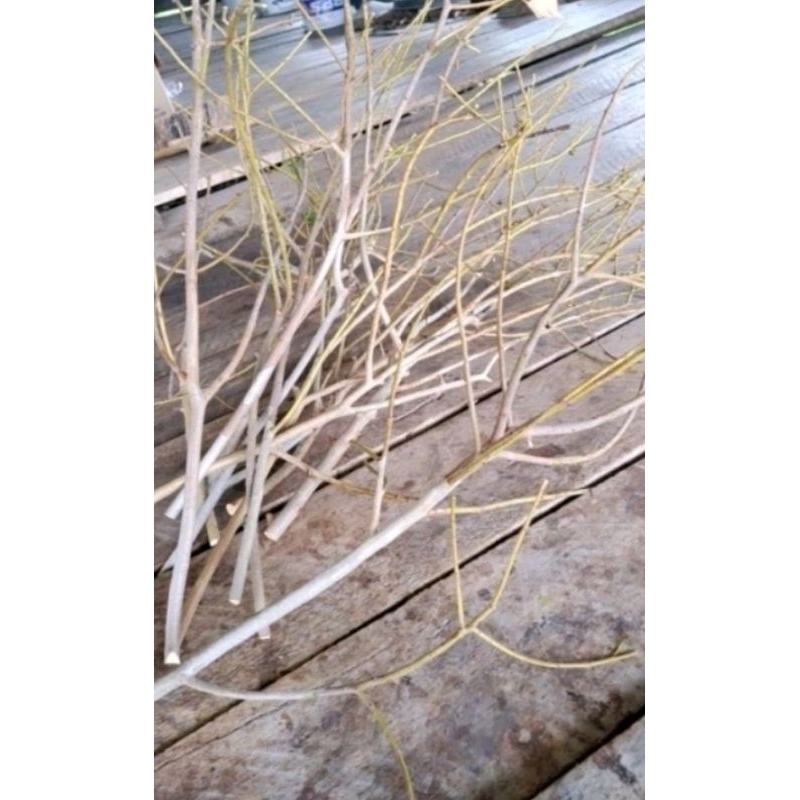 Fresh Cut Eucalyptus Branches 6070cm Long Can Be Used To Fall Apart