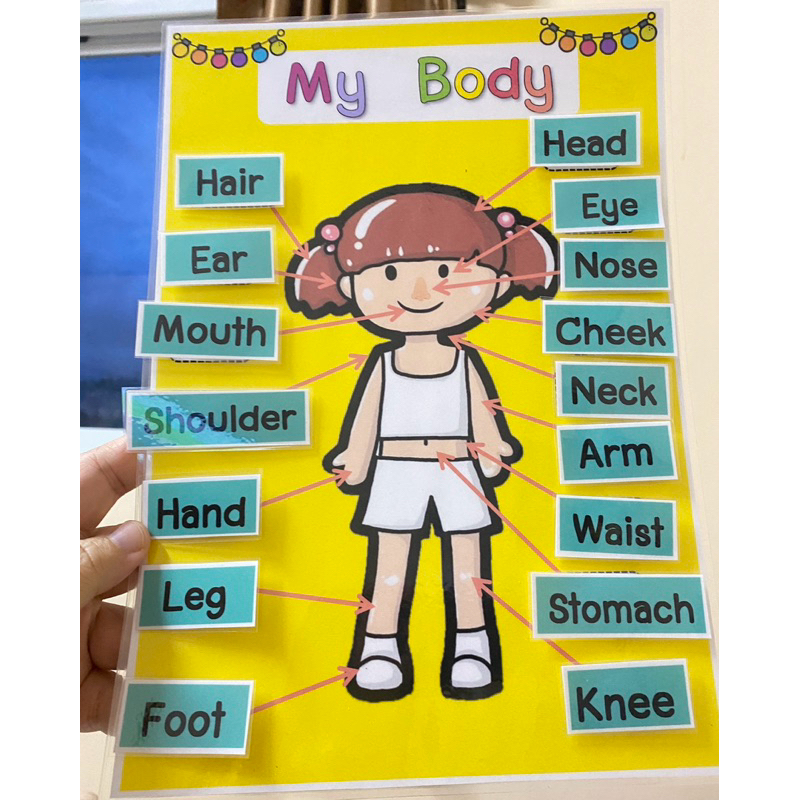 English Teaching Materials Body Category Vocabulary a4 Size | Shopee ...