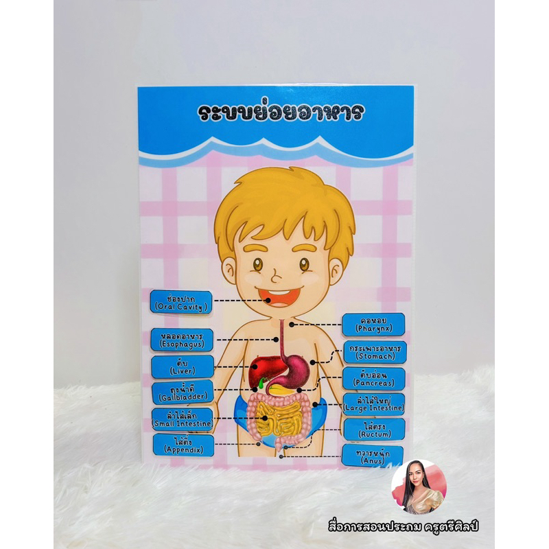 Digestive Systems Science Teaching Aids System | Shopee Malaysia