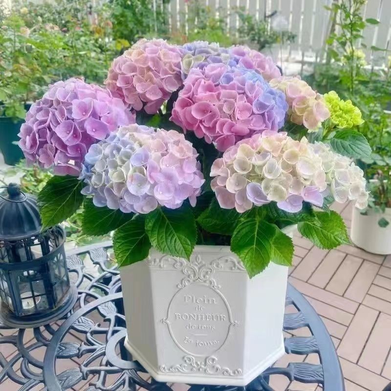 拍一发三】无尽夏绣球花盆栽带花苞四季开花绿植室内阳台花卉大全