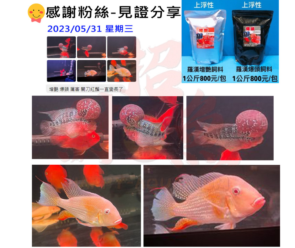 [Lucky Fish] Arhat Starter Group (Contains Head Feed, Brightening ...