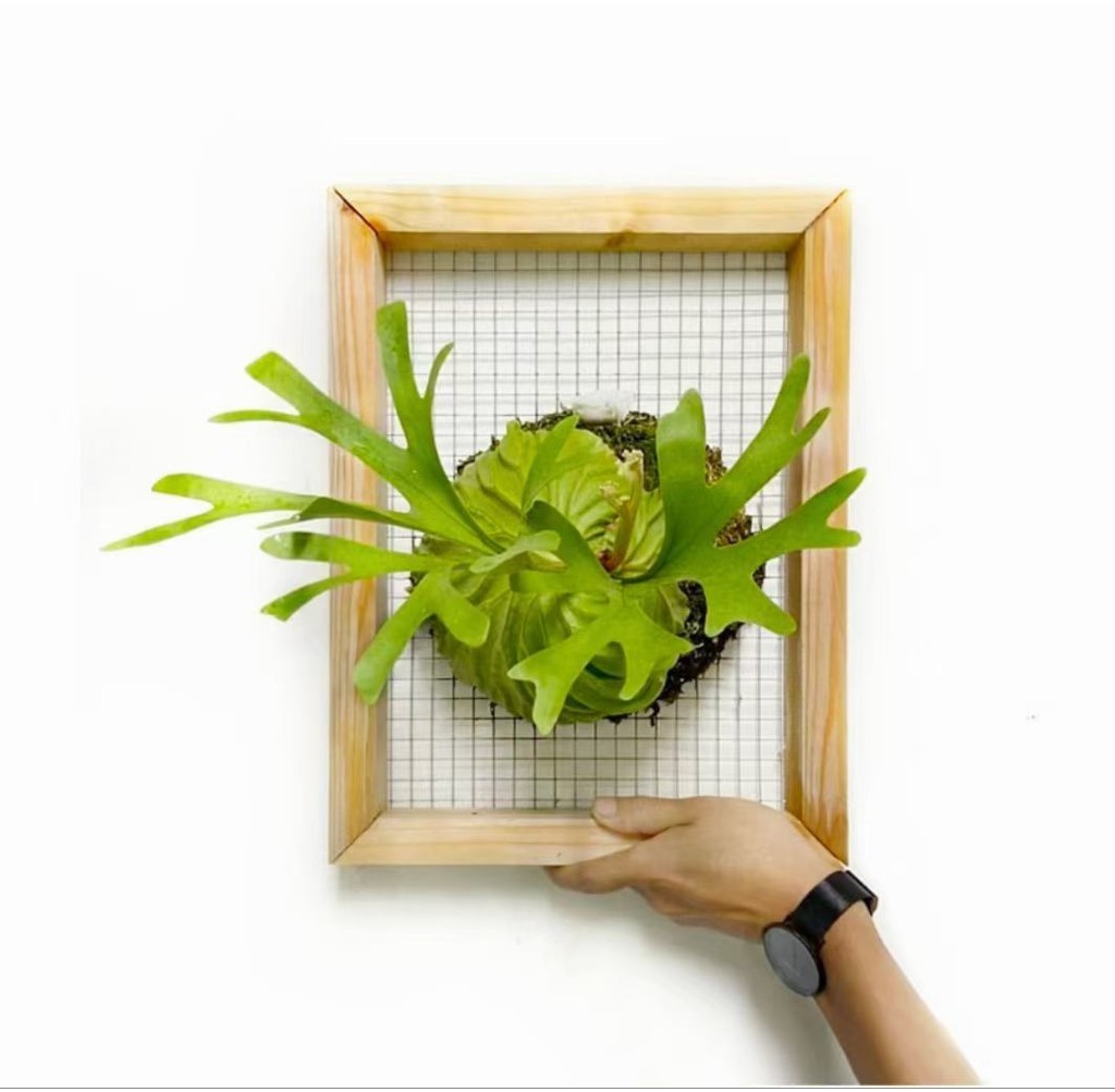 Plant Wall DIY Carbonized 304 Stainless Steel Staghorn Fern Planting ...