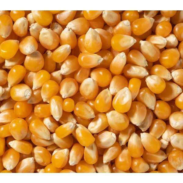 [Billions] (600g) Modified Popcorn, Corn Kernels, Burst