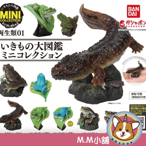 [m M Shop] Bandai Gashapon Biological Big Illustrated Book Mini Collection Amphibious P1 Frog