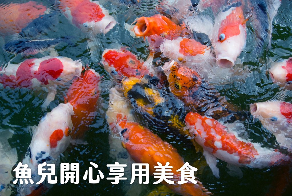 Feed (250g|100g)~Feeding In Park Feeding Turtle Super Cost-Effective ...