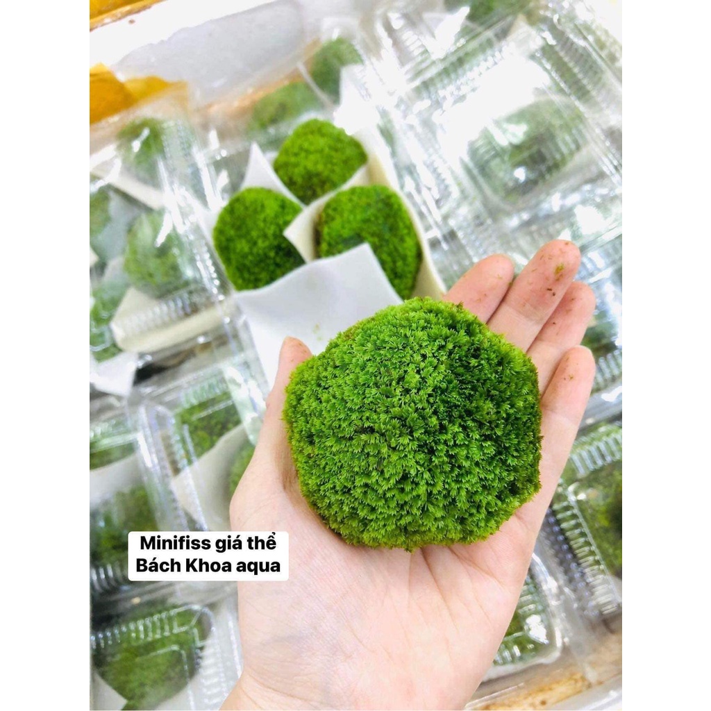 (With Fire) Minifiss transplanted water leaf substrate | Shopee Malaysia