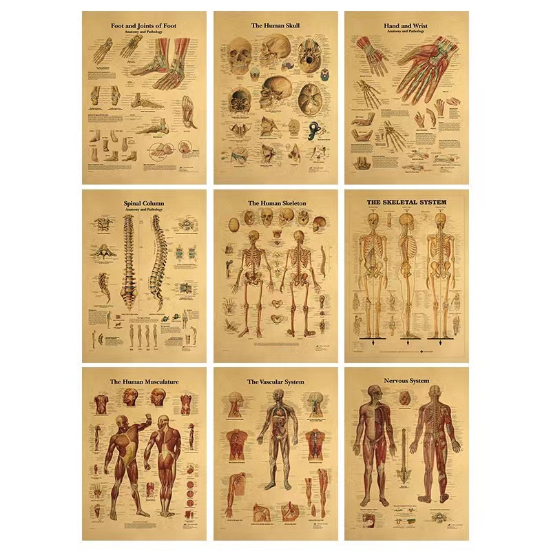 Human Skeletal - Front/Nostalgic Vintage Krahn Paper Poster Decorative ...