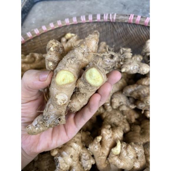Our Ginger, Fresh Ginger, Old Ginger For A Long Time, Delicious Roots