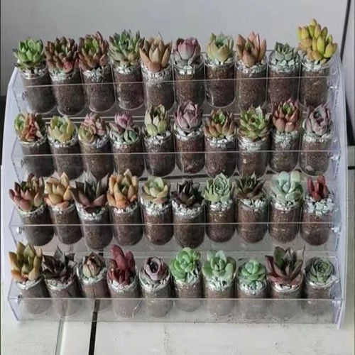 Succulent Bracket Succulent Rack Acrylic Nail Polish Display Rack Multi ...