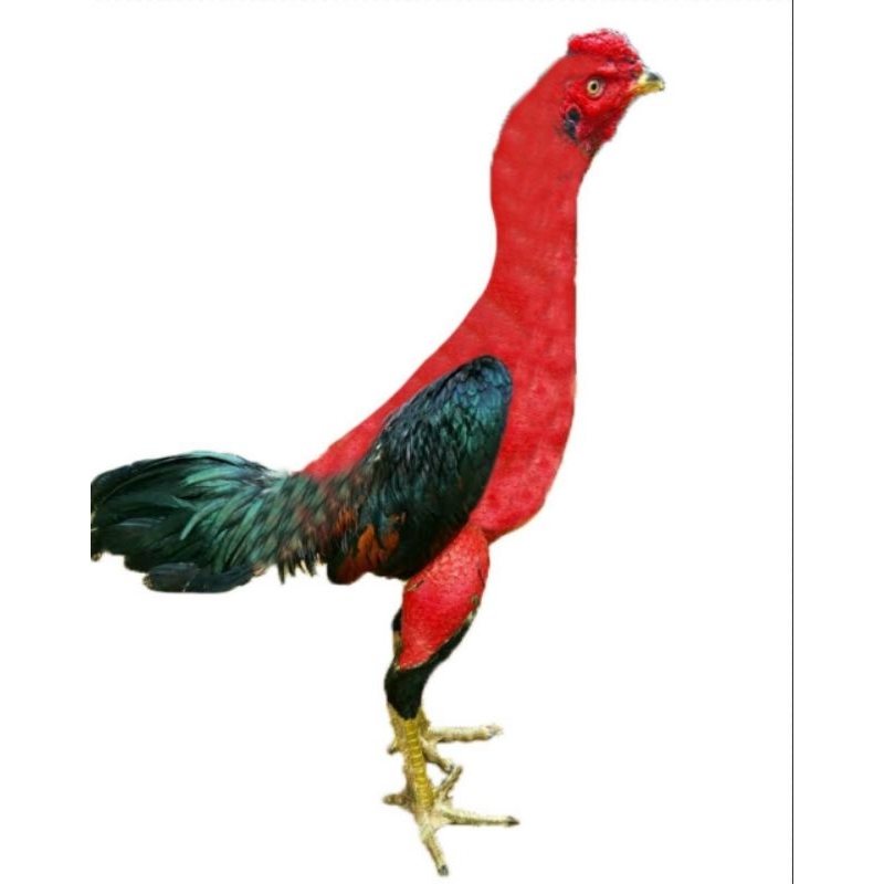 3d stuffed animal - ROCKING CHICKEN, EXERCISE CHICKEN | Shopee Malaysia