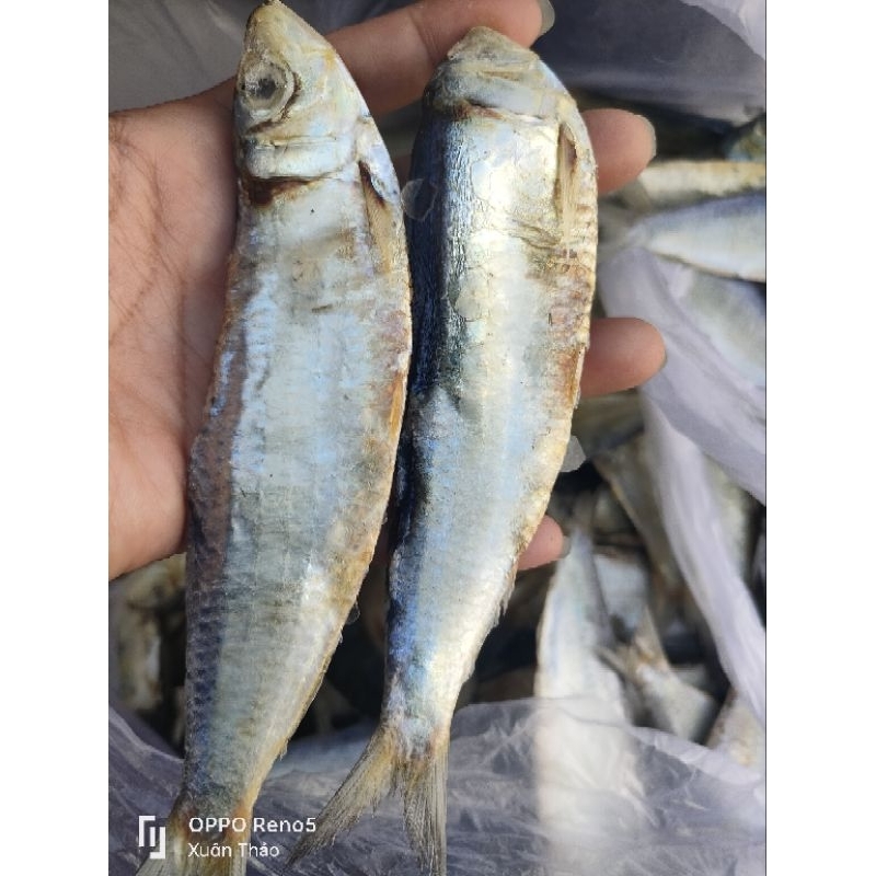 Whole Dried Herring, Pack Of 500g, 1000g Shopee Malaysia