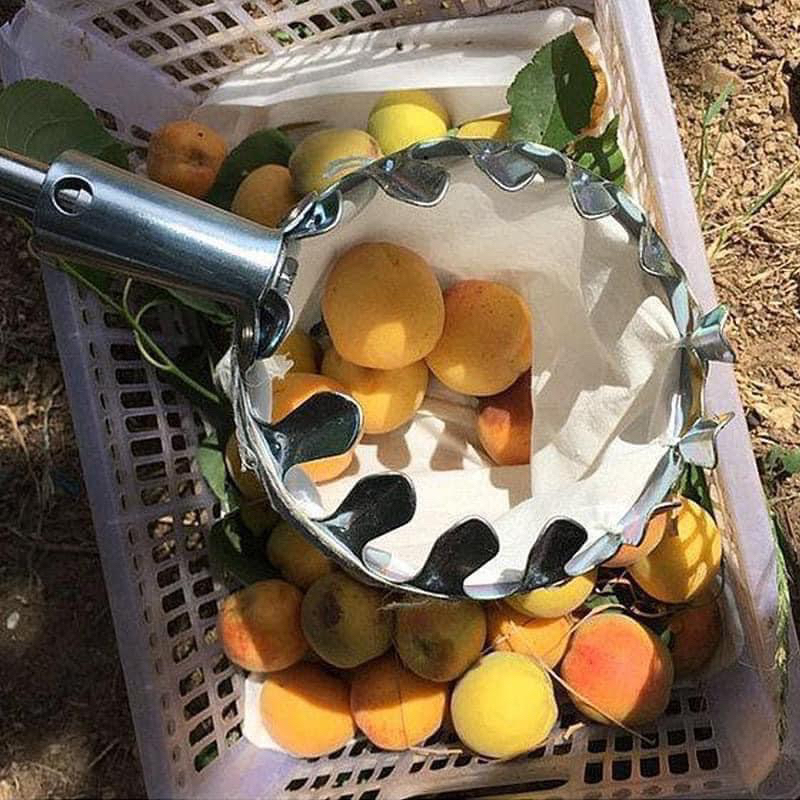 High Fruit Picking Racket - Metal (No Stick Included) | Shopee Malaysia