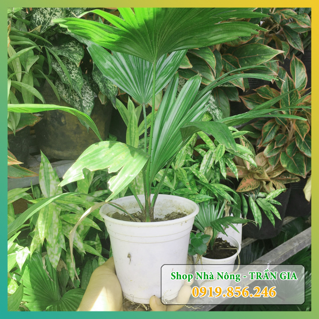 Ornamental palm tree - mini Japanese palm tree | Shopee Malaysia