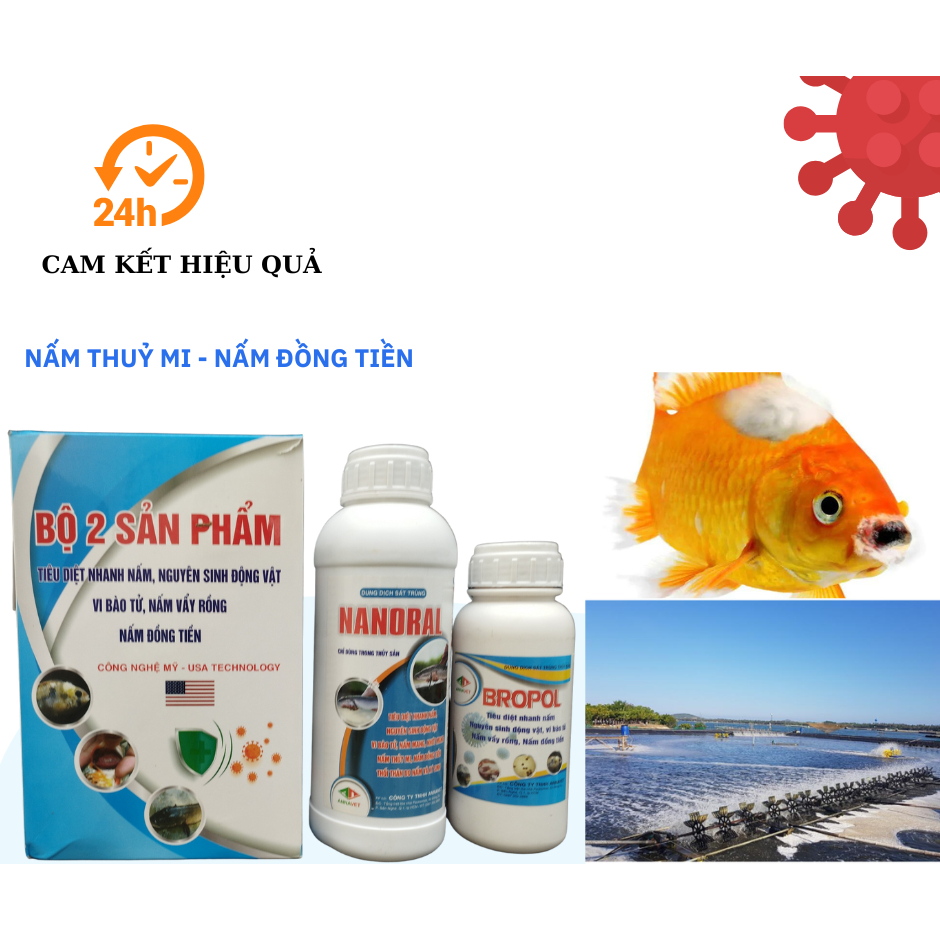 Beat Gerbera, Shiitake Mushrooms, Anchor Fungus, Leaf Worms, Rot Due To