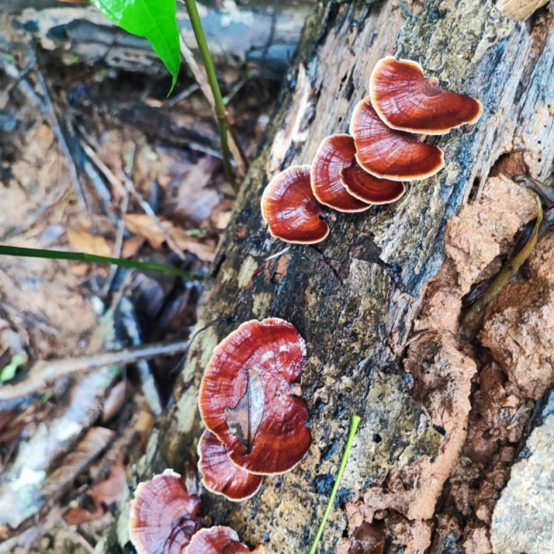 1 Ganoderma Lucidum Mushroom Attached To terrarium Tank Driftwood, Semi