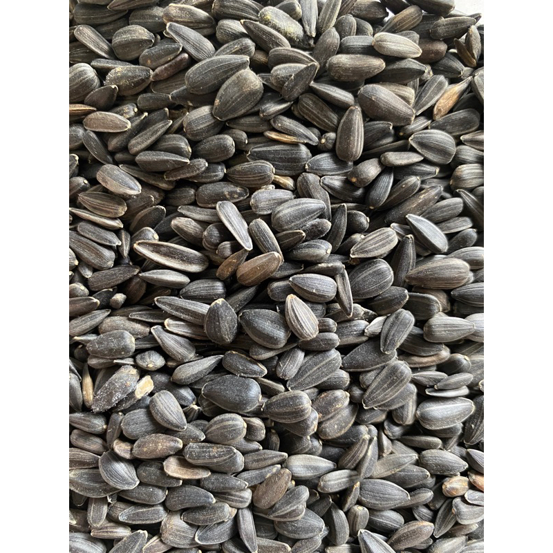 Black Russian Sunflower Seeds Food For Parrots 1ki Bag Shopee Malaysia