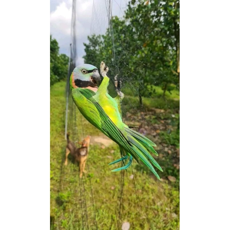 S Cheap Thai invisible bird net from 20m to 60m long in cart, choose ...