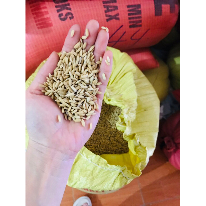 Rice for birds and chickens 1kg | Shopee Malaysia