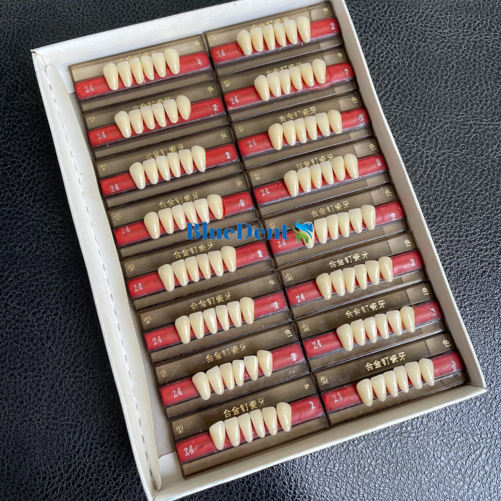 Ceramic Teeth Denture Bottom Jaw Teeth with Ti Pin Used for Learning ...