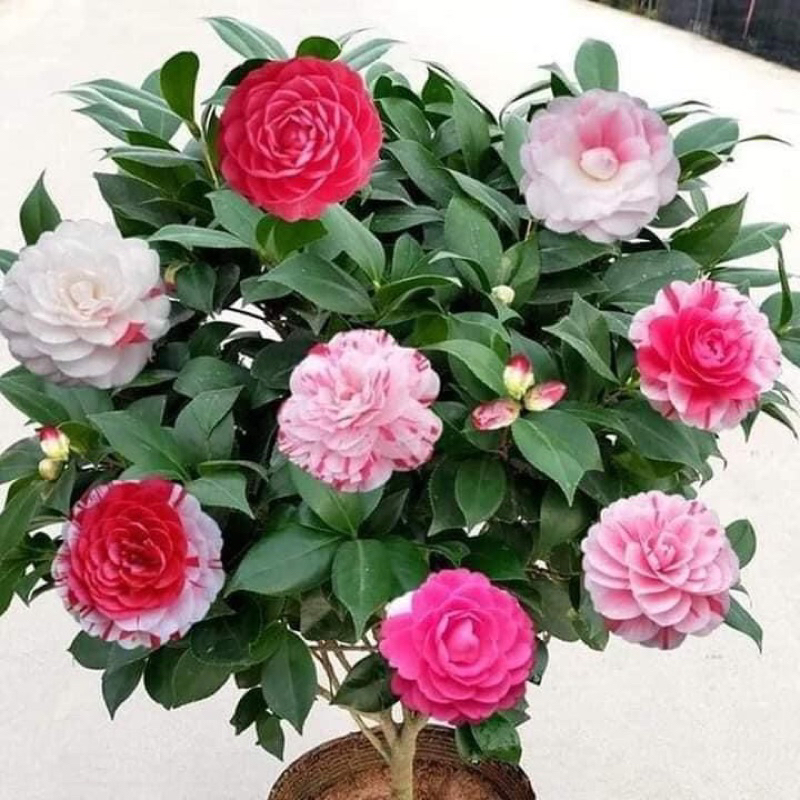 Four precious tea/big five-color tea | Shopee Malaysia