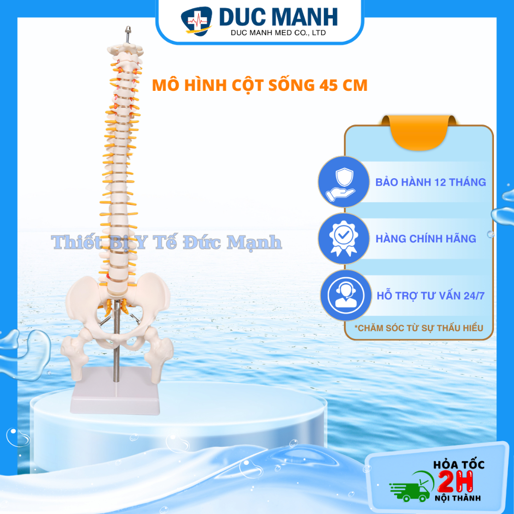 (Warehouse Price) Spine model 45cm, spine model | Shopee Malaysia