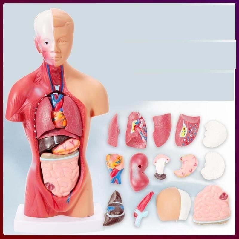 Human body anatomy model (28cm) | Shopee Malaysia