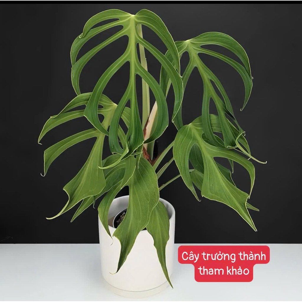 MONSTERA FORM 8 (BUURLE MARX'S FLAME) | Shopee Malaysia