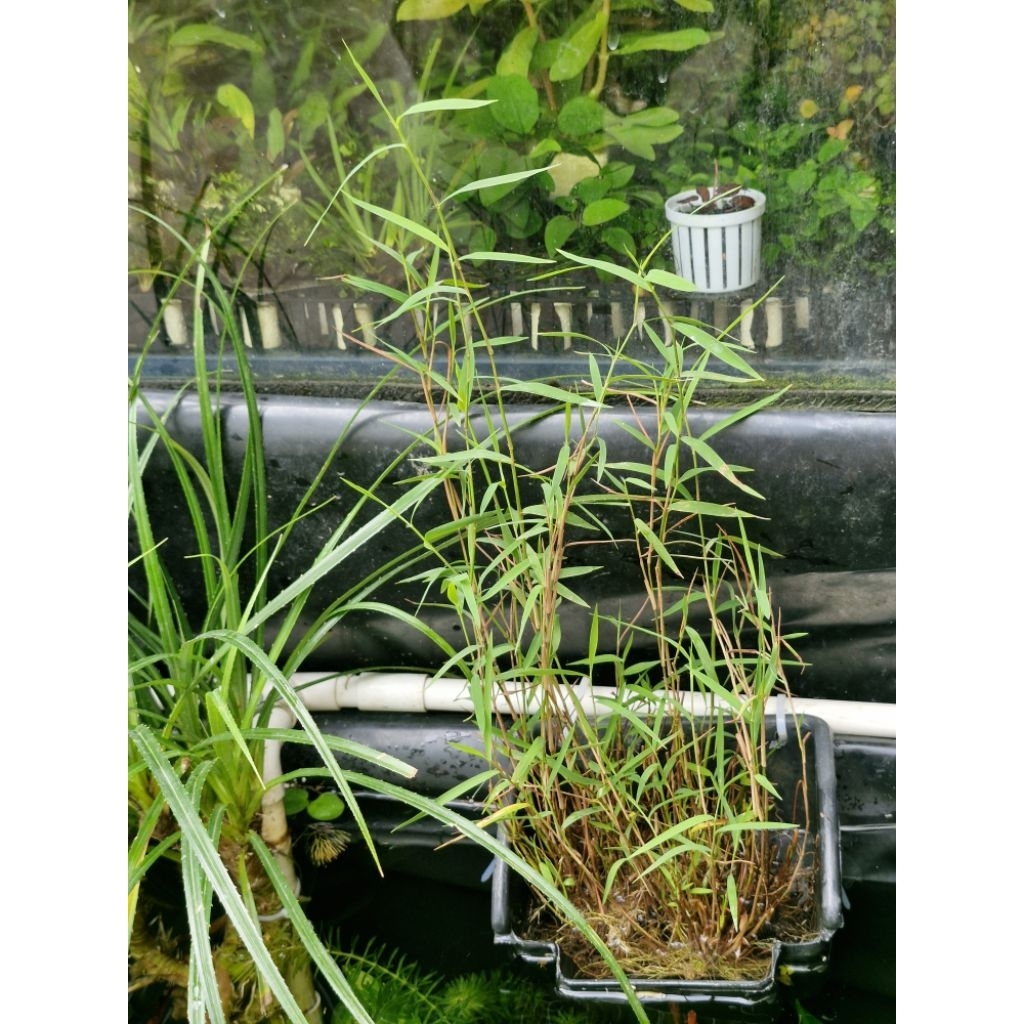 N&T - Semi-shallow water bamboo filters water (1 dust with full water ...