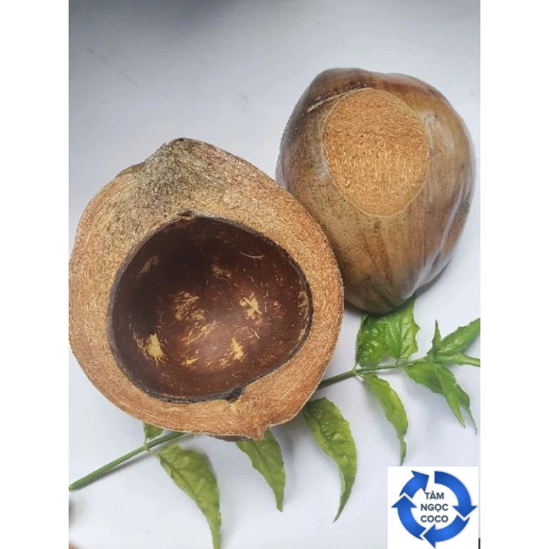 DOUBLE COCONUT GRAVEL SHELL WITH SCRATCHES | Shopee Malaysia